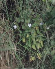 Barleria elegans
