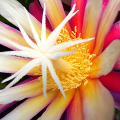 Selenicereus anthonyanus