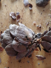 Strobilomyia laricicola