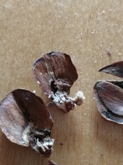 Strobilomyia laricicola