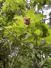 Rubus hawaiensis