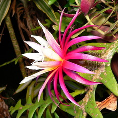 Selenicereus anthonyanus