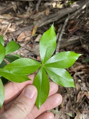 Alyxia magnifolia