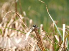 Orthetrum internum