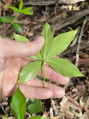 Alyxia magnifolia