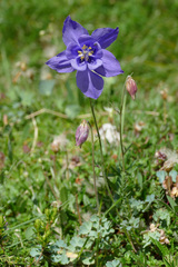 Aquilegia iulia