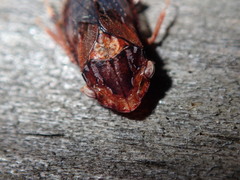 Stenocotis depressa