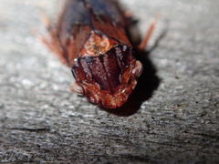 Stenocotis depressa