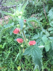 Scrophularia grandiflora