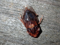 Stenocotis depressa