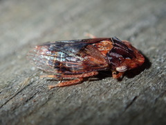 Stenocotis depressa
