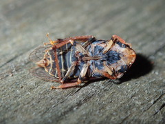 Stenocotis depressa