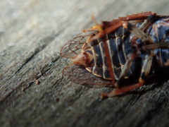 Stenocotis depressa