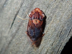 Stenocotis depressa