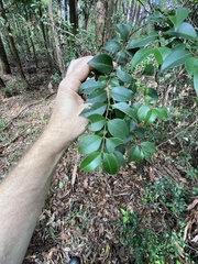 Backhousia myrtifolia
