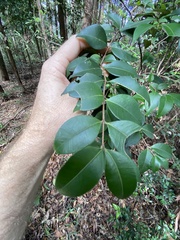 Backhousia myrtifolia