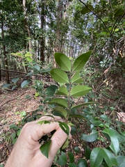 Backhousia myrtifolia