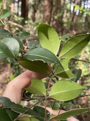 Backhousia myrtifolia