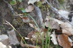 Carex digitata