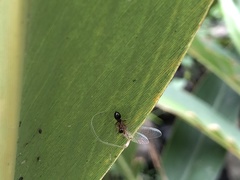 Myrmarachne inermichelis