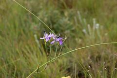 Moraea inclinata
