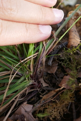 Carex digitata