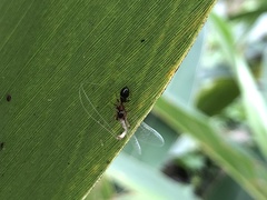 Myrmarachne inermichelis