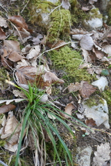 Carex digitata