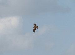 Milvus migrans lineatus