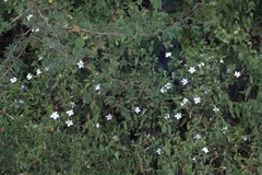 Barleria elegans