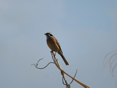 Emberiza cioides