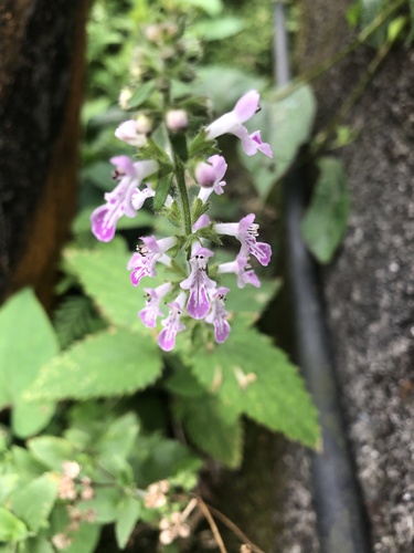 Stachys geobombycis, photograph 5