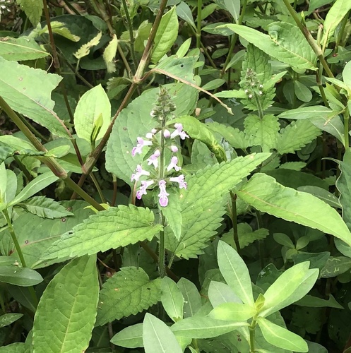 Stachys geobombycis, photograph 6