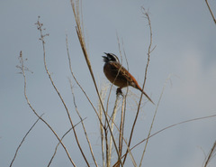 Emberiza cioides