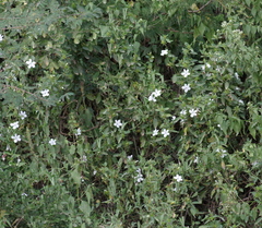 Barleria elegans