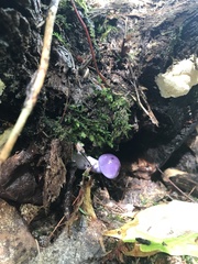 Cortinarius porphyroideus