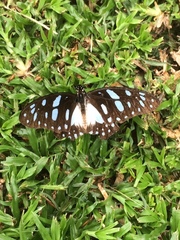 Graphium leonidas leonidas