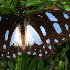 Graphium leonidas leonidas
