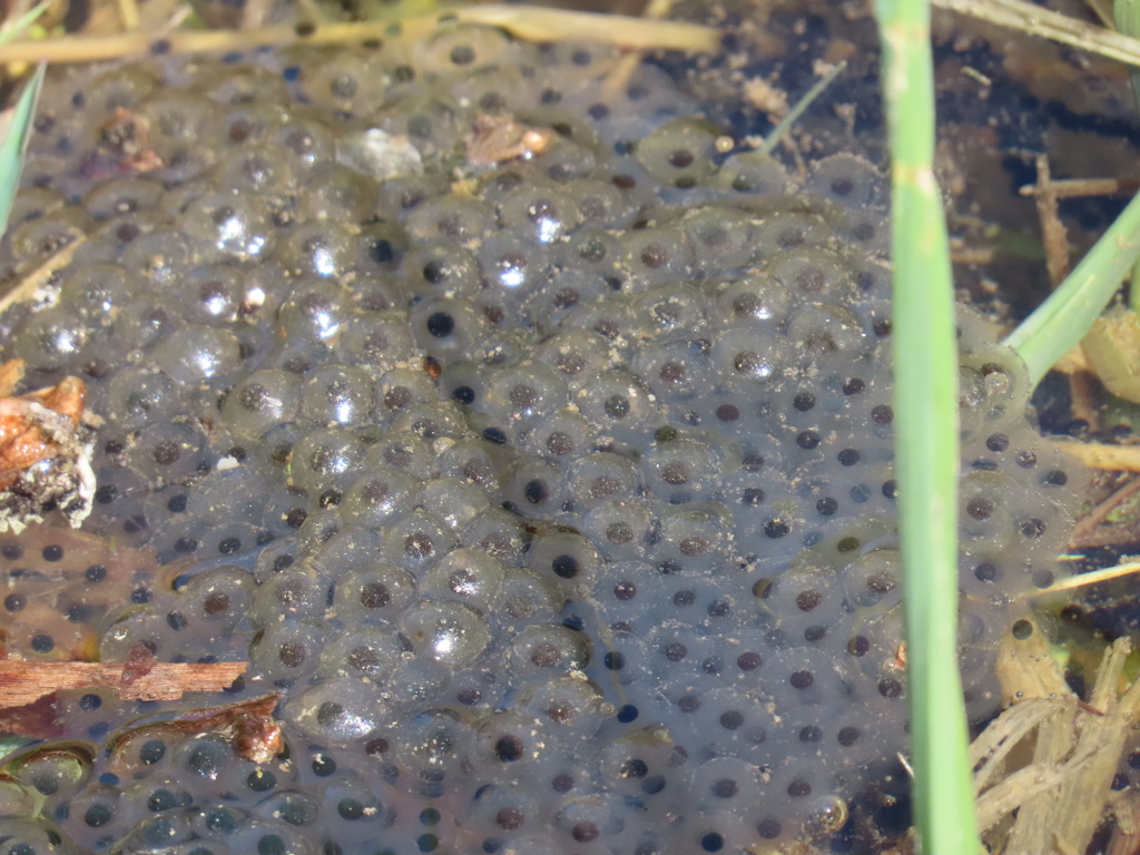 European Common Frog from Ihringen, Baden-Württemberg, DE on March 30 ...
