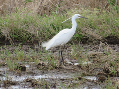 Egretta garzetta