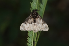 Podalia thanatos