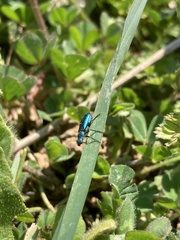 Psilothrix viridicoerulea