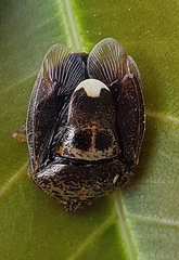 Axiagastus rosmarus