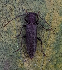 Cephalallus unicolor