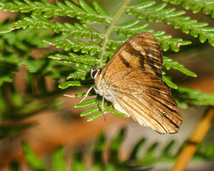 Heteronympha penelope penelope