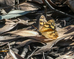 Heteronympha solandri