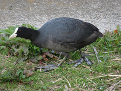 Fulica atra