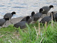 Fulica atra