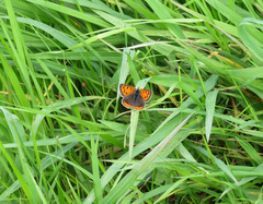 Lycaena phlaeas daimio