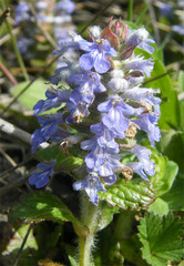 Ajuga genevensis
